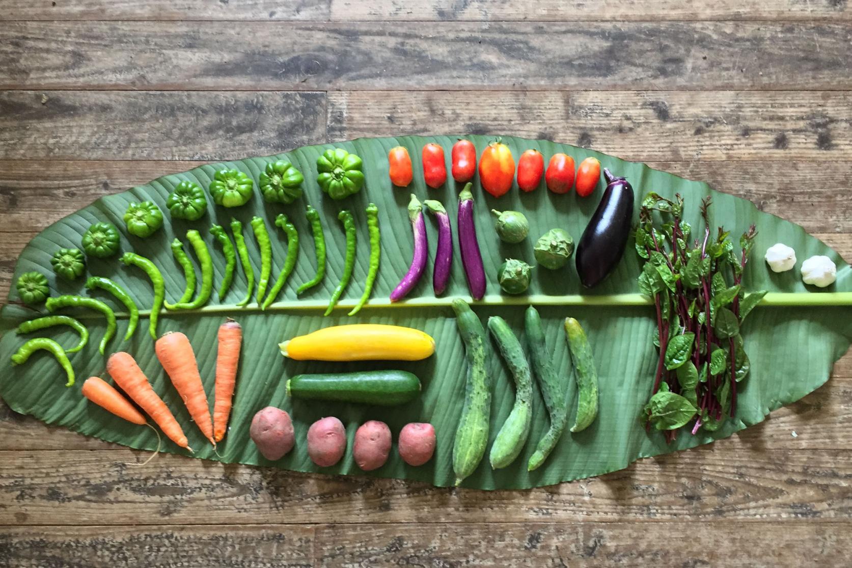 【瀬戸内市食のしあわせプロジェクト】「自然栽培野菜のけんちん汁づくり体験」-1